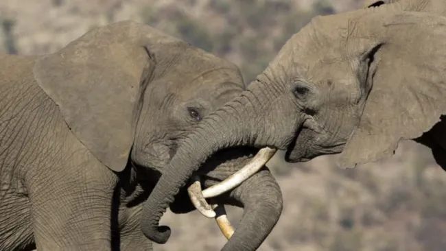 eBay Celebrates 10 Years Of Our Global Ban On Ivory Sales